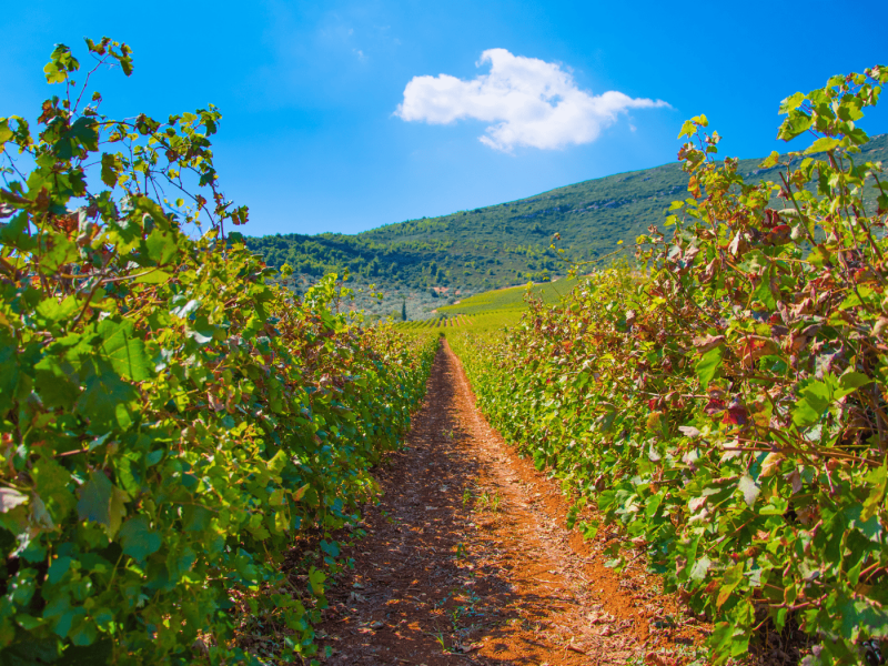 8/3 | Μονοήμερη εκδρομή | Στη Νεμέα του κρασιού και την Αργολίδα του μελιού | Με γευστική δοκιμή!